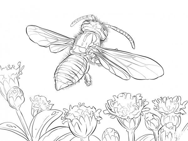 Yellow Jacket Wasp coloring page image