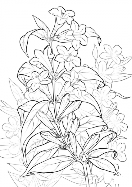 Yellow Jessamine coloring page image