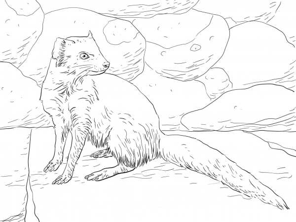 Yellow Mongoose coloring page image