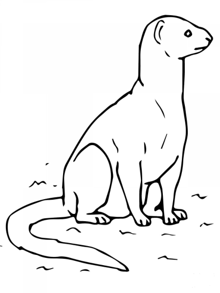 Yellow Mongoose coloring page image