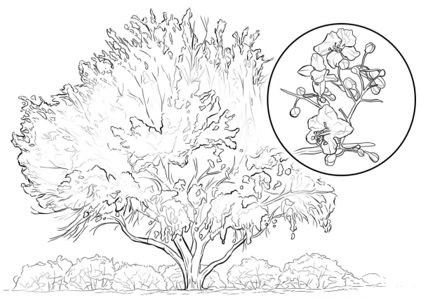 Yellow Palo Verde coloring page image