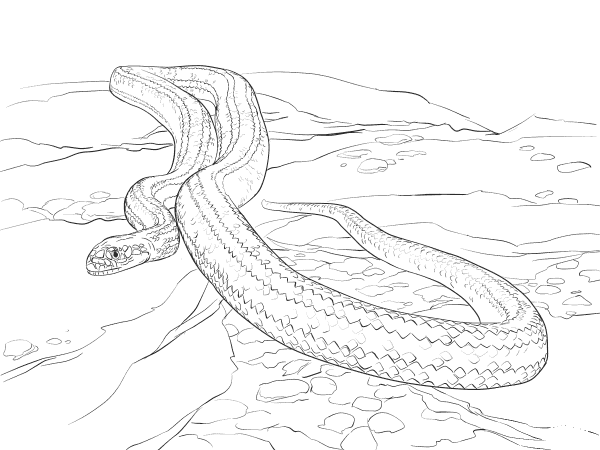 Yellow Rat Snake coloring page image