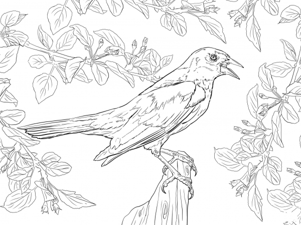 Yellow Shouldered Blackbird coloring page image