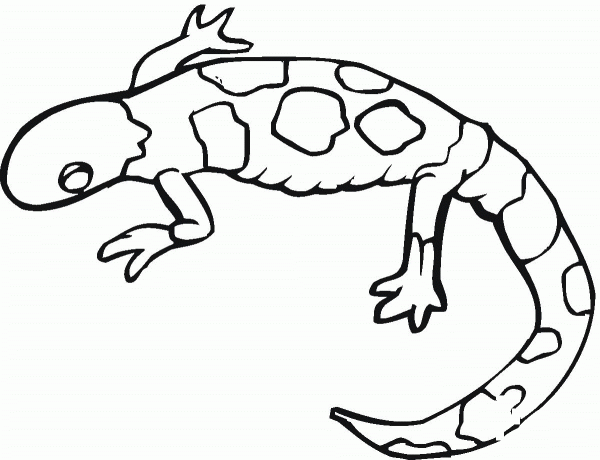 Yellow-spotted mole salamander coloring page image