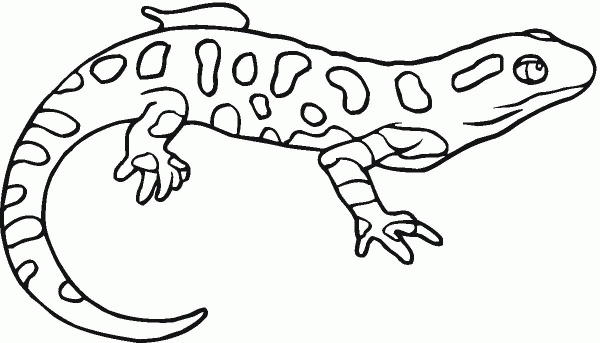 Yellow-spotted salamander coloring page image
