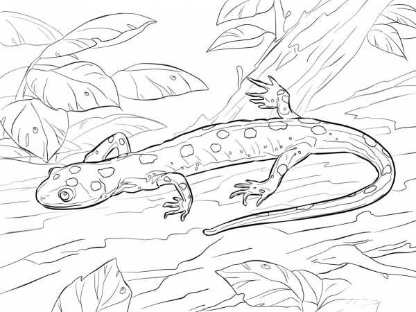 Yellow-spotted salamander  coloring page image