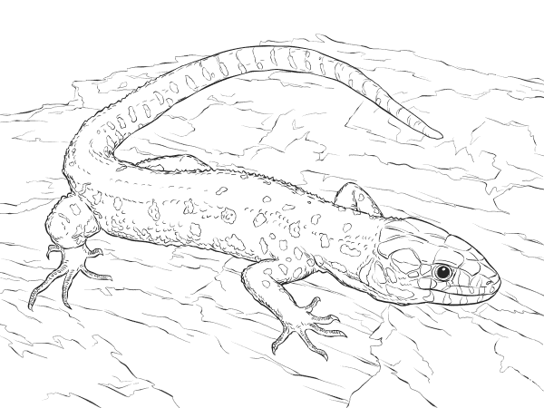 Yellow Spotted Tropical Night Lizard coloring page image