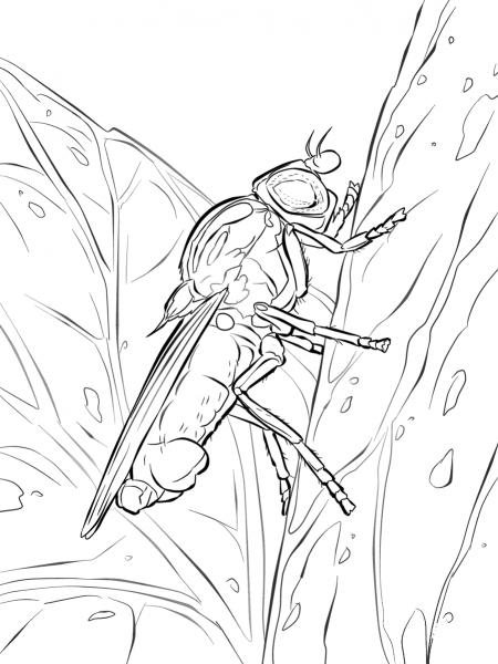 Yellow Swarming Fly coloring page image