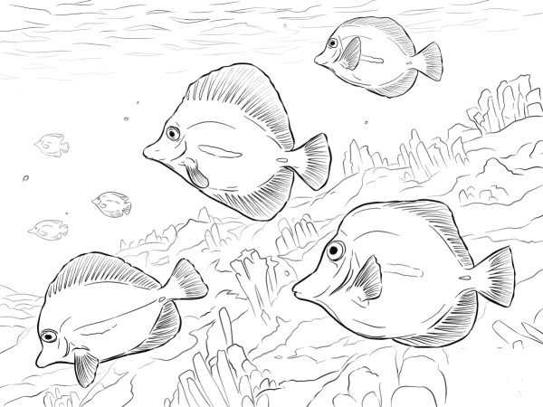 Yellow Tangs coloring page image