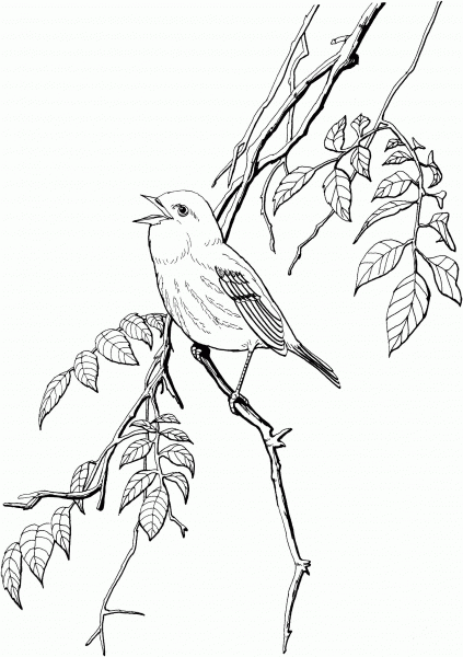 Yellow Warbler coloring page image