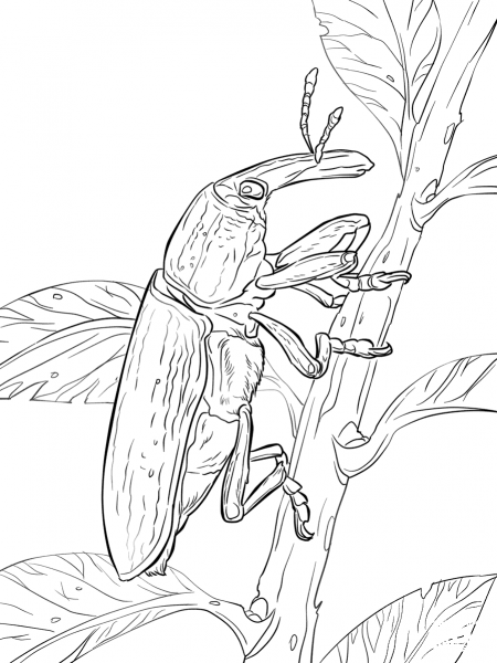 Yellow Weevil coloring page image