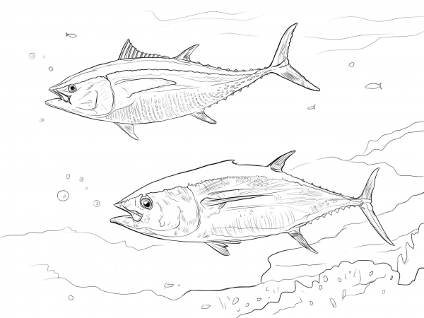 Yellowfin Tuna coloring page image