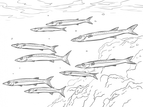 Yellowtail Barracuda Shoal coloring page image