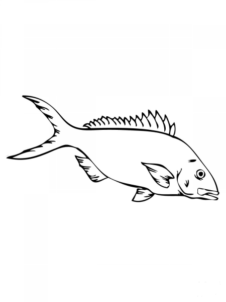 Yellowtail Snapper coloring page image