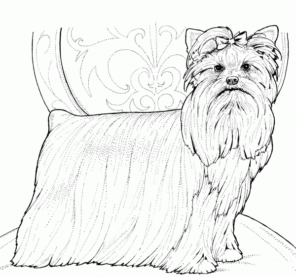 Yorkshire Terrier or Yorkie coloring page image