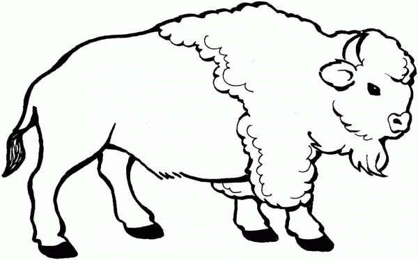 Young bison coloring page image