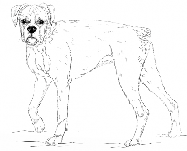 Young Boxer Dog coloring page image
