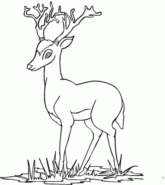 Young Deer coloring page image