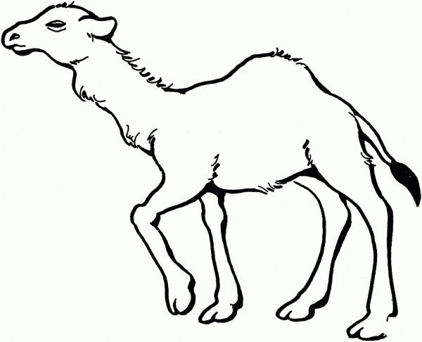 Young Dromedary Camel  coloring page image