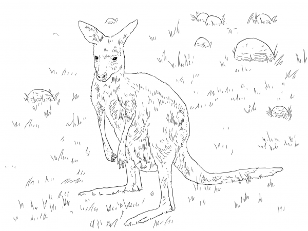 Young Eastern Grey Kangaroo coloring page image
