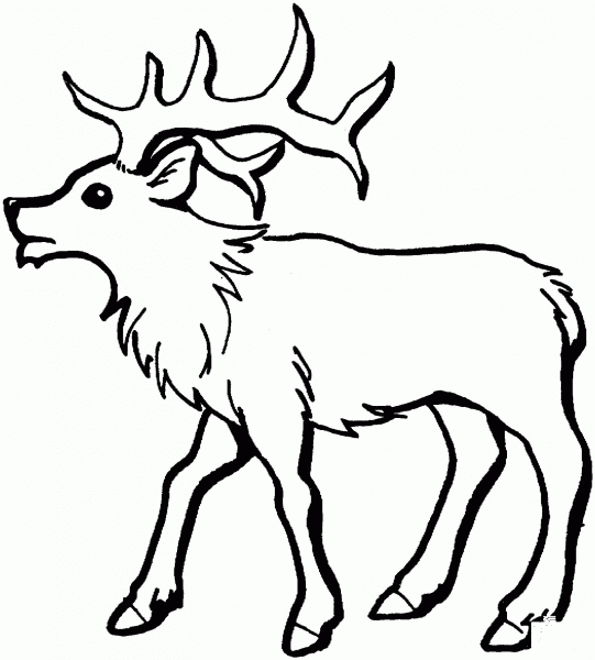 Young Elk coloring page image