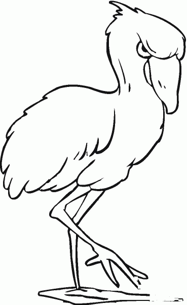 Young Flamingo coloring page image