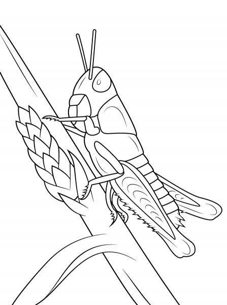Young Grasshopper coloring page image