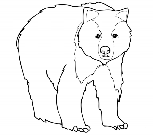 Young Grizzly Bear coloring page image