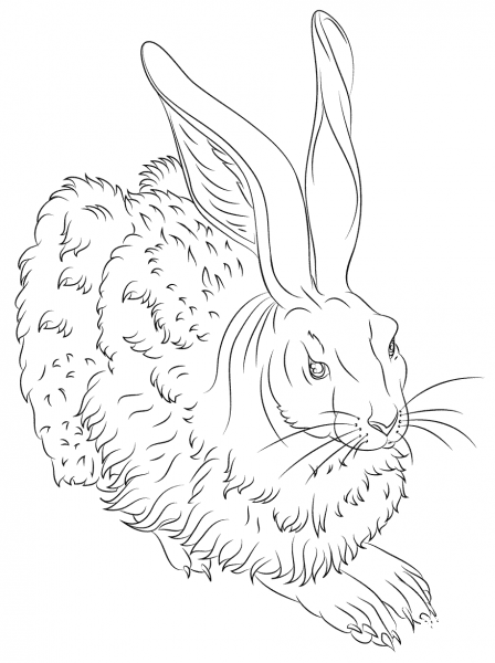 Young Hare  by Albrecht Durer coloring page image
