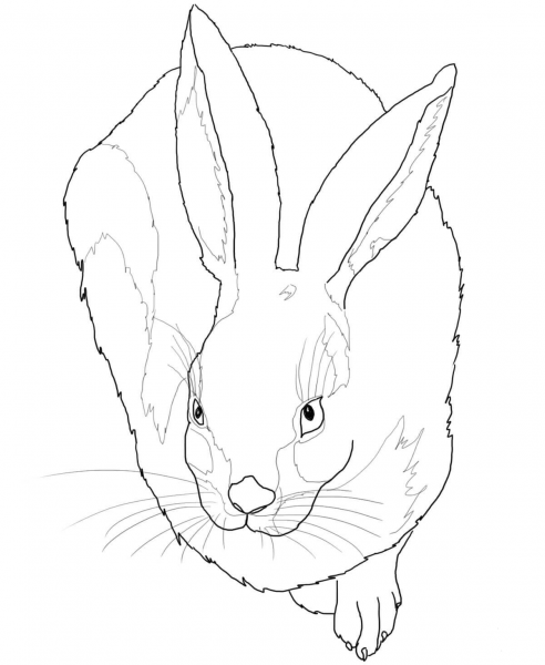 Young Hare by Albrecht Durer coloring page image