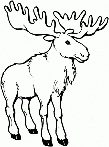 Young Moose Deer coloring page image