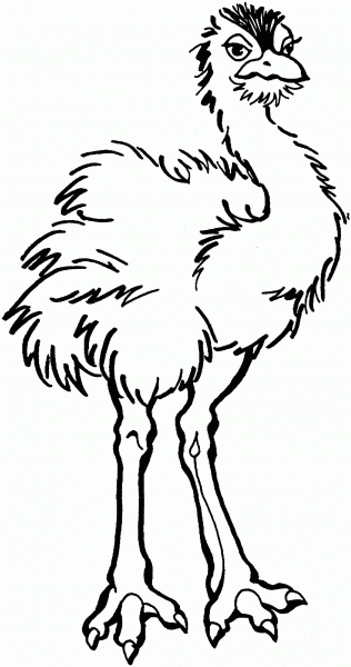 Young Ostrich  coloring page image