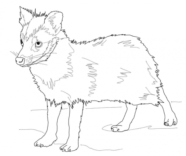 Young Racoon Dog coloring page image
