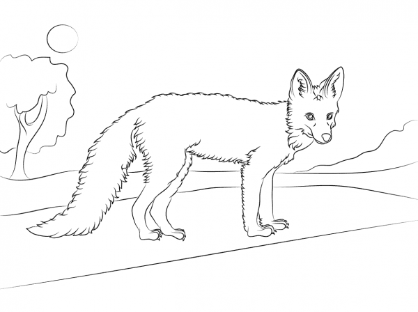 Young Red Fox  coloring page image