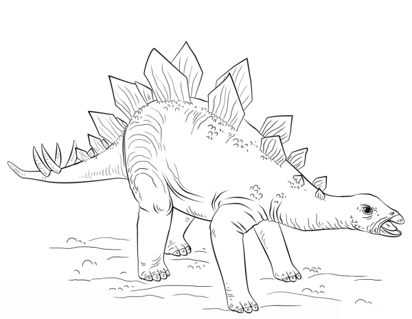 Young Stegosaurus coloring page image