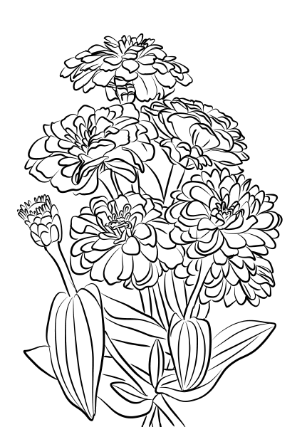 Youth-and-Age Zinnia Flowers coloring page image