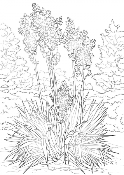 Yucca Flower coloring page image