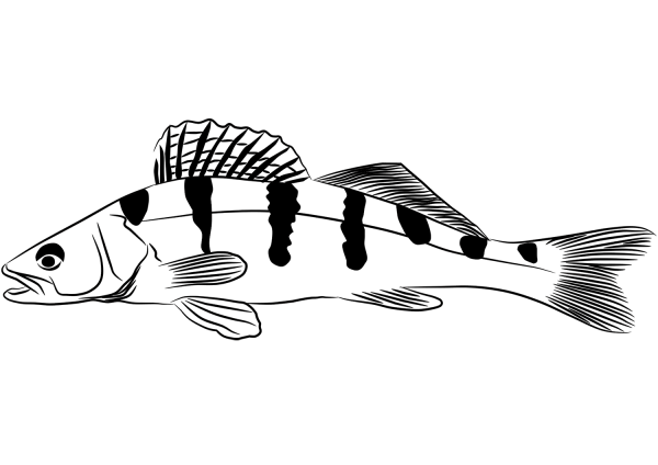 Zander coloring page image