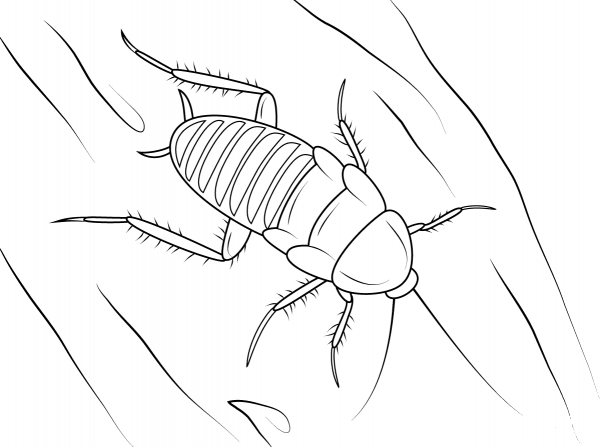 Zebra Cockroach coloring page image