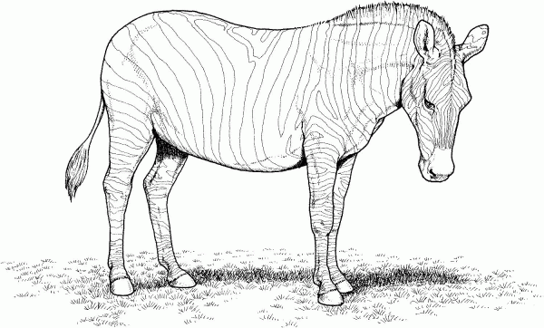 Zebra coloring page image