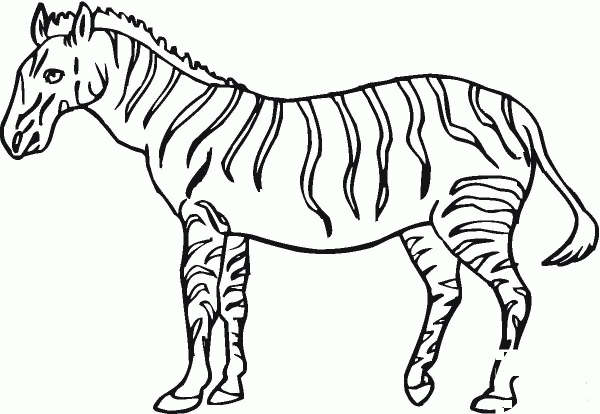 Zebra coloring page image