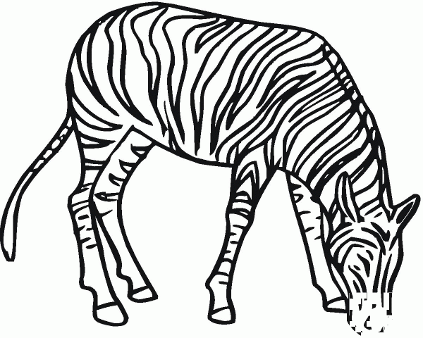 Zebra coloring page image