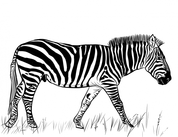 Zebra coloring page image