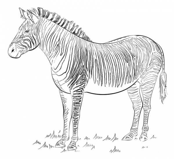 Zebra coloring page image