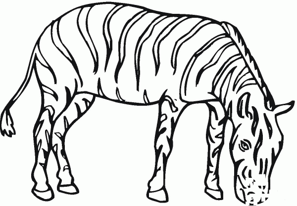 Zebra coloring page image