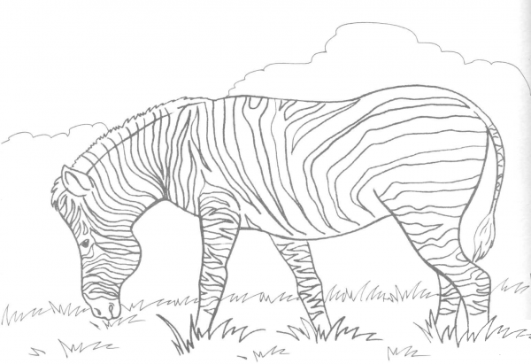 Zebra Eats Grass coloring page image