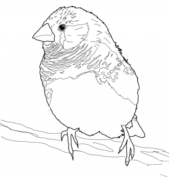 Zebra Finch coloring page image
