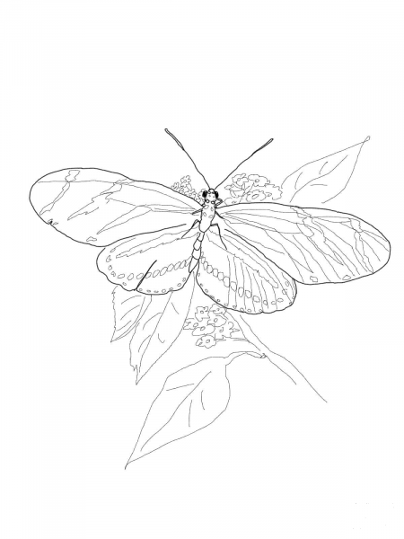 Zebra Longwing Butterfly coloring page image