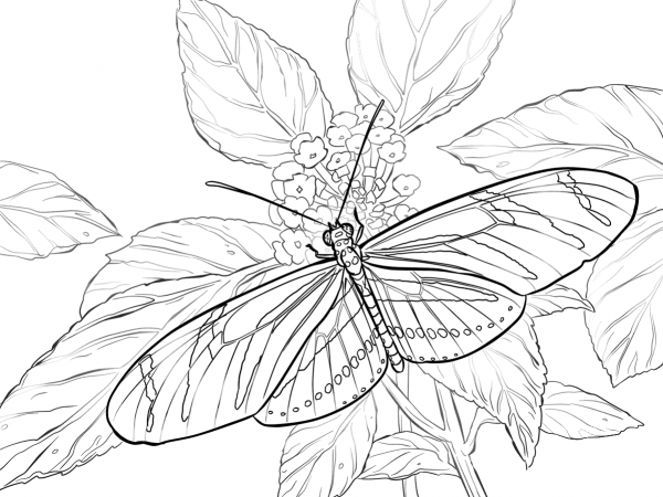 Zebra Longwing coloring page image