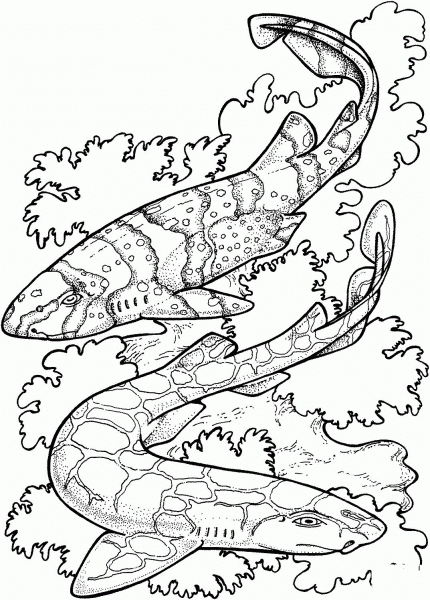 Zebra Sharks coloring page image